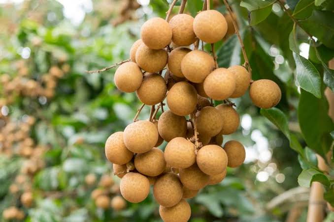 Nutrisi yang Terkandung dalam Buah Kelengkeng